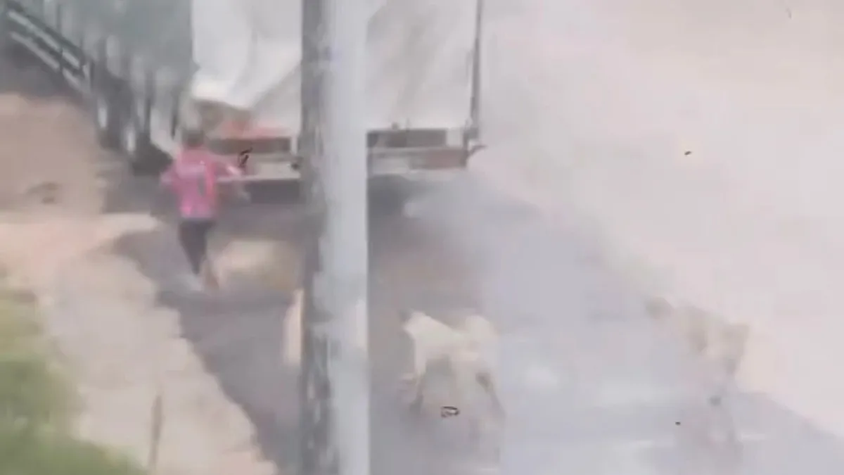 İnegöl'de başıboş köpek saldırısı kamerada!
