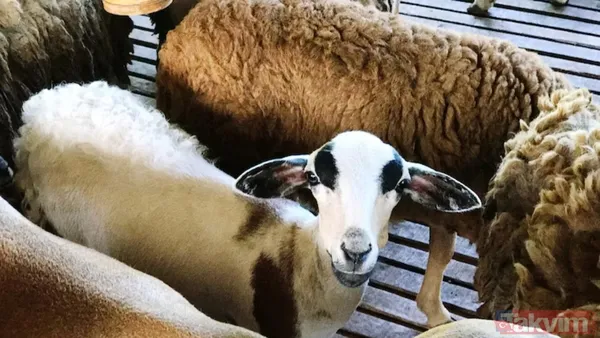 Kurban kesmek farz mı, vacip mi? Kurban kesmek şart mı? İşte Diyanet’e göre… - 2