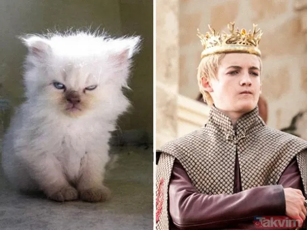 Kediler ve film karakterleri arasındaki benzerlik - 15