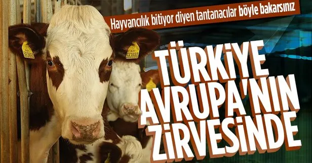 Üreticiye destek meyvelerini veriyor! Türkiye hayvancılıkta Avrupa’nın zirvesinde