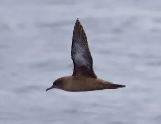 Okyanuslarda yaşayan kuş ilk kez Türkiye’de görüntülendi