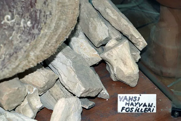 Kolye yapmak için dağda dolaşırken buldu! Tam 500 yıllık!-4