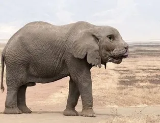 Hibrit hayvanların şaşırtan görüntüleri
