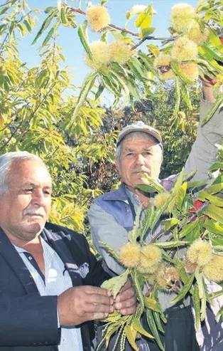 Mersin'de kestane sevinci