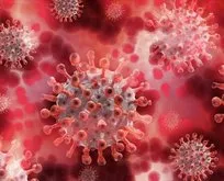 Çocuklarda ilk kez görüldü! ABD’de ’maymun çiçeği virüsü’ paniği