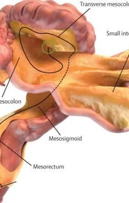 İnsan vücudunda yeni bir organ keşfedildi!