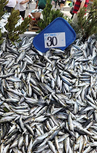 Balık avı mevsimi bereketli başladı! Esnaf ve vatandaşın yüzü gülüyor