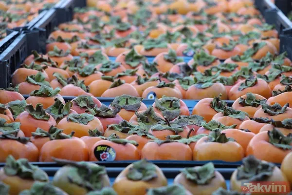 Cennet hurmasında yaş olanın fiyatı 6 kuru olanın fiyatı 50 TL! Almanlar kuru Ruslar yaş tercih ediyor - 23