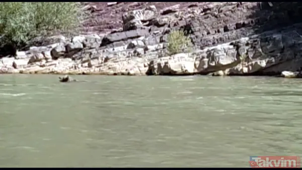 Ayı Zap Suyu'na kapıldı! Yardımına rafting ekibi yetişti - 10