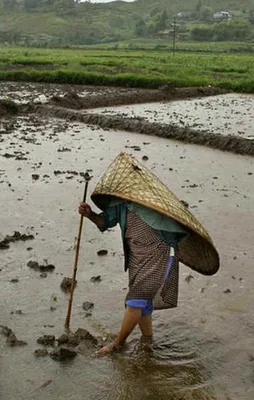 Dünyanın en yağmurlu şehri: Cherrapunji