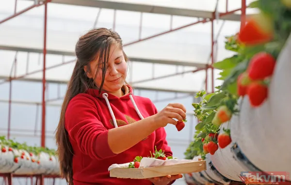 Jeofizik mühendisi 2 milyonluk yatırımla çilek serası kurdu! Taleplere yetişemiyor - 10