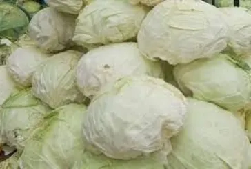 Sağlığa bir lahana