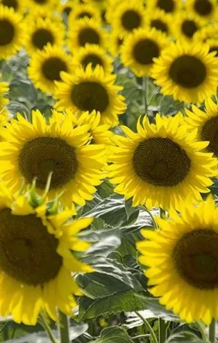 Ayçiçeğinin tonuna 3.536 tl