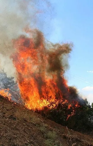 Son dakika: Manisa'da çıkan orman yangını kontrol altına alındı
