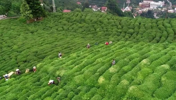 yas-cay-alim-fiyati-ne-kadar-oldu-2021-baskan-erdogan-acikladi-1621270492635.jpg Yaş çay alım fiyatı ne kadar oldu 2021? Kırmızı mercimek, buğday, bakliyat alım fiyatı kaç TL oldu?-2