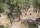 Pençe Kaplan Operasyonu 'ara-bul-yok et' parolasıyla devam ediyor