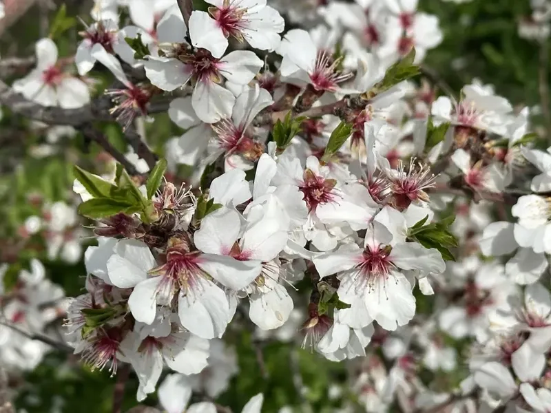 kayisi-bahceleri-gelinlik-gibi-bembeyaz-ureticinin-gozu-ilk-hasatta-1774689960286.jpeg Kayısı bahçeleri gelinlik gibi bembeyaz: Üreticinin gözü ilk hasatta-10