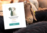 2023 en ucuz kurbanlık fiyat son dakika nerede? A101 Migros Carrefour kurban fiyatı kaç TL? BİM, A101, Migros, Carrefour kurbanlık fiyatları!