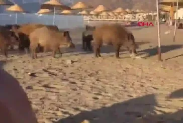 Muğla'da domuz sürüsü plaja indi! Vatandaş şaşkınlığını gizleyemedi