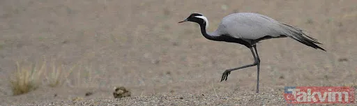 Türkiye'de 17 yıl sonra bir ilk! Telli turnalar yuva kurdu - 12