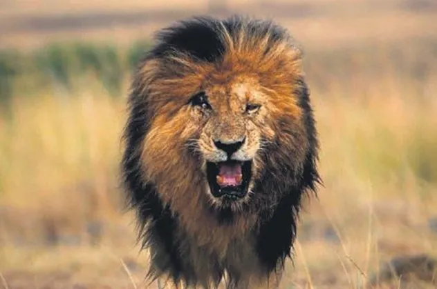 Maasai Mara'nın en ikonik aslanı Scarface öldü