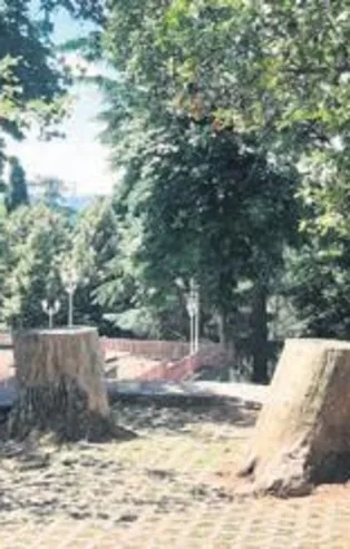 CHP'li İBB Emirgan'da ağaç kesmeye devam ediyor: Basına ‘yasak’ diyerek katliamı sürdürdüler