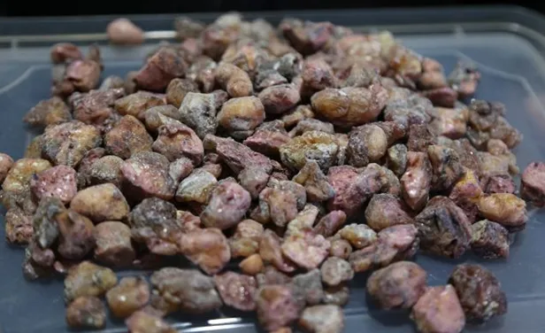 Artık o çamsakızı çoban armağanı olmaktan çıktı! Şimdi fiyatı çeyrek altınla aynı! Basit bir çakı ile toplayabilirsiniz-4