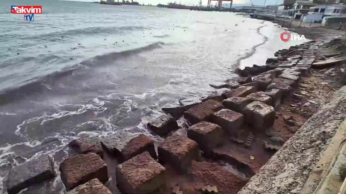 Tekirdağ kıyılarında kızıl yosun istilası