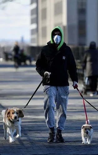 İngiltere'de köpekler, koronavirüsü koklayarak teşhis etmeleri için eğitilecek