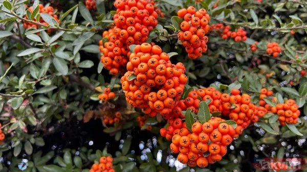 Soğuk algınlığına doğal kalkan! Günde bir avuç tüketmek grip belirtilerini hızla hafifletiyor - 4