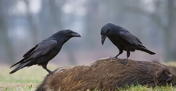 Kuzgun ne demek? Kuzgun ne anlama geliyor?