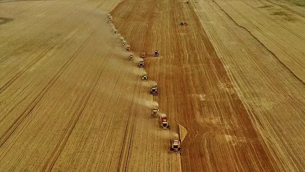 1634101734115.jpg Türkiye'de tarım haritası değişiyor! Adana'da avokado, Antalya'da pepino...-7
