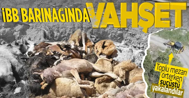 İBB'nin hayvan barınağında vahşet: Toplu mezarda onlarca kedi ve köpek ölüsü bulundu! Suçüstü yakalandılar