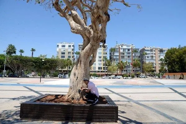 chpnin-mersinde-kuruttugu-agac-olayinda-yeni-gelisme-belediye-calisani-itiraf-etti-1658312220169.jpeg CHP'nin Mersin'de kuruttuğu ağaç olayında yeni gelişme! Belediye çalışanı itiraf etti-1