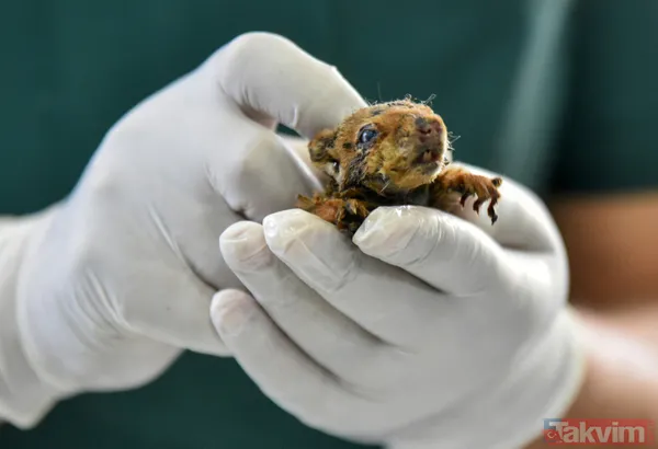 Antalya'daki yangında kurtarılan bir aylık sincap yaşatılmaya çalışılıyor - 11