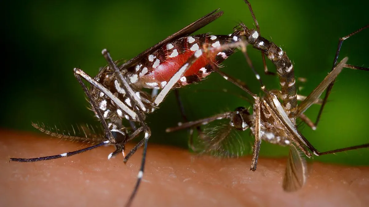 Chikungunya virüsü nedir, belirtileri neler? Chikungunya virüsü bulaşıcı mı, nasıl tedavi edilir? Türkiye’de vaka görüldü mü?