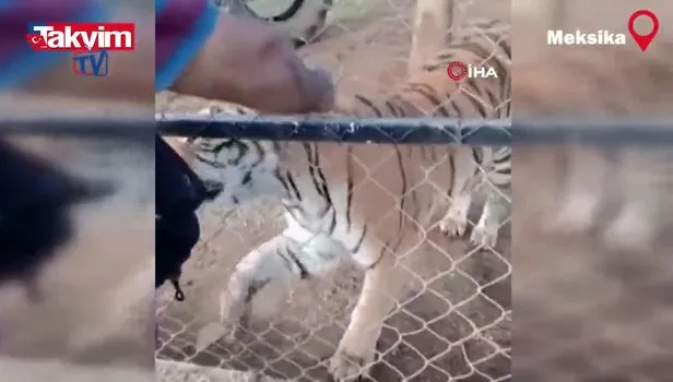 Meksika'da korkunç olay kamerada! Bakıcısı olduğu kaplanın saldırısına uğrayan kişi öldü