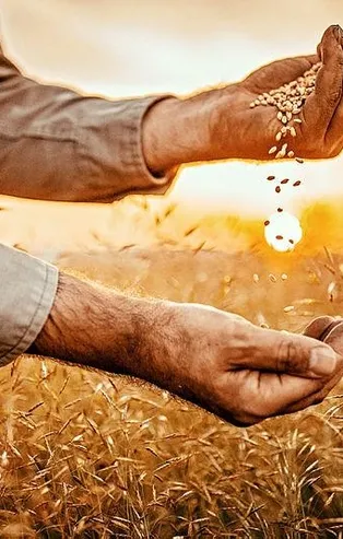 Başkan Erdoğan talimatı verdi! Tarımda yerli üretim hamlesi: Çiftçiden gelir garantili alım