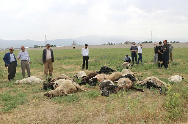 Hakkari'de yıldırım can aldı! 1 kişi öldü, 19 koyun telef oldu