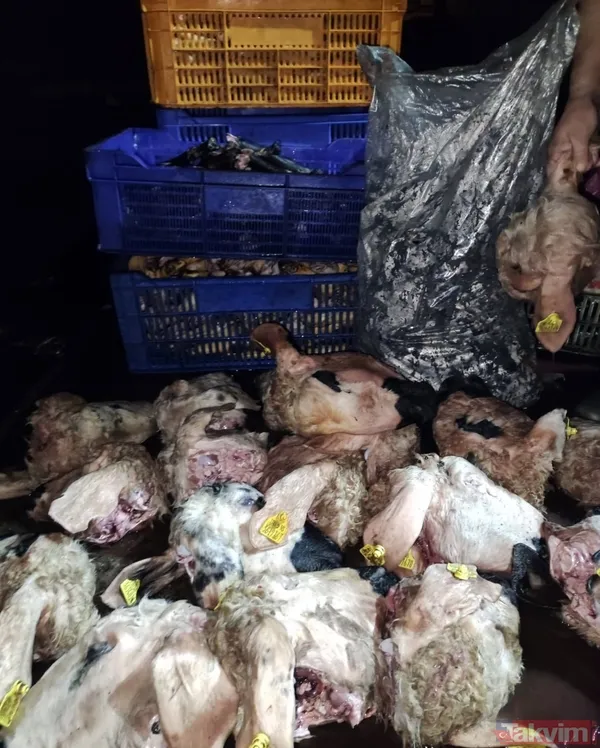 Pastırmasıyla meşhur Kayseri'de mide bulandıran görüntü! 5.5 ton sakatat imha edildi - 2