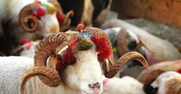 🔊Kurban Bayramı tatili kaç gün sürecek, tatil süresi 9 güne çıkartılacak mı? 📣Kurban Bayramı ne zaman 2022 idrak edilecek?