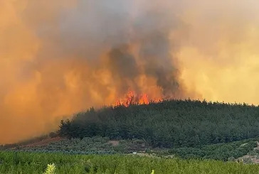Bursa’da orman yangını kontrol altında!