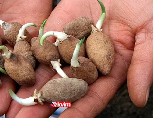 Gram altınla eş değer! 1 kilosu tam 500 TL! Yılda 45 ton... Muğla'da yetiştiriliyor, bu işi yapan paraya paraya demiyor!