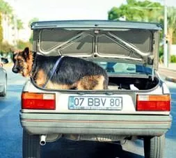 Broadway’deki hüzünlü köpek