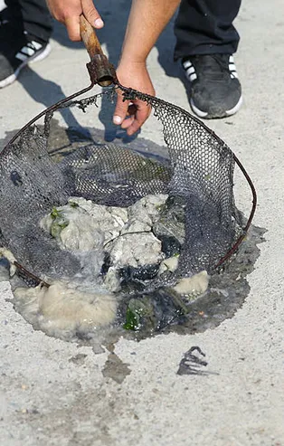 Marmara Denizi müsilaj işgalindeyken CHP'li Tarık Balyalı'dan skandal açıklama: "Silahtarağa Arıtma Tesisi Projesi iyi ki iptal edilmiş"