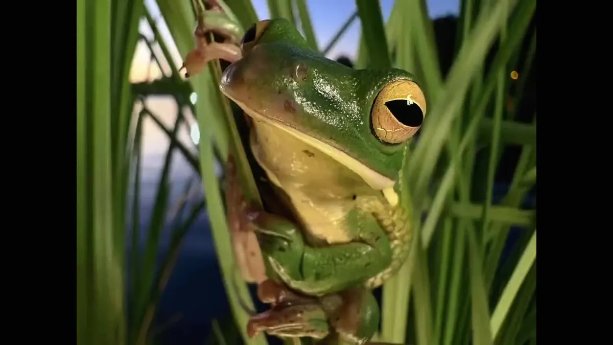 İPhone 16 tanıtım videosu izle!