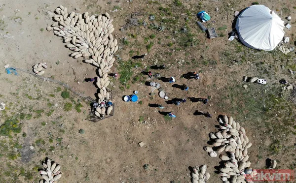 Tunceli'de sürü sahipleri 2 bin 500 metre rakımlı yaylada aşılandı - 6