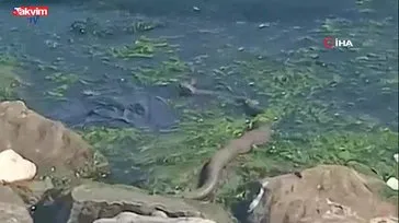 Kocaeli’nde dev yılan böyle görüntülendi