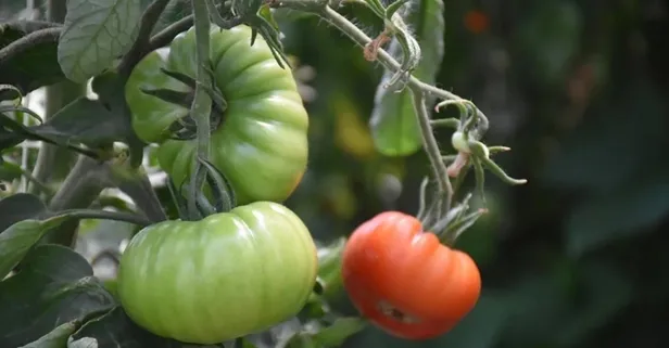 Tarım ve Orman Bakanlığı'ndan pestisit kalıntı limitlerine düzenleme