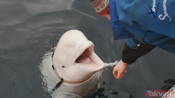 CIA yıllarca onları kullandı, gerçekler gizli belgelerle ifşa oldu! Özel olarak eğitildiler - 4